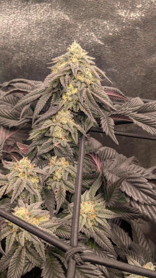 Genetic Abuse. Week 20