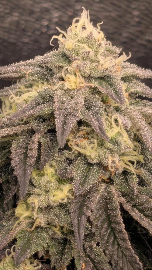 Genetic Abuse. Week 20