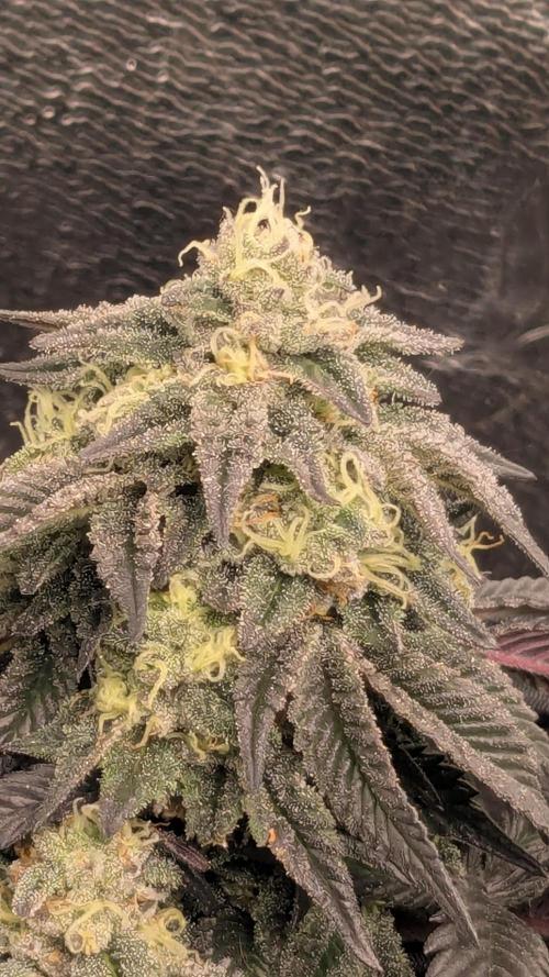 Genetic Abuse. Week 20
