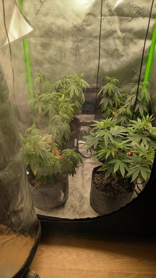 Rainbow Vapor, Key Lime Guava run. Week 8