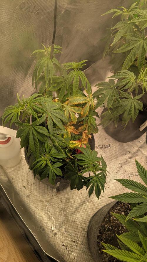 Rainbow Vapor, Key Lime Guava run. Week 8