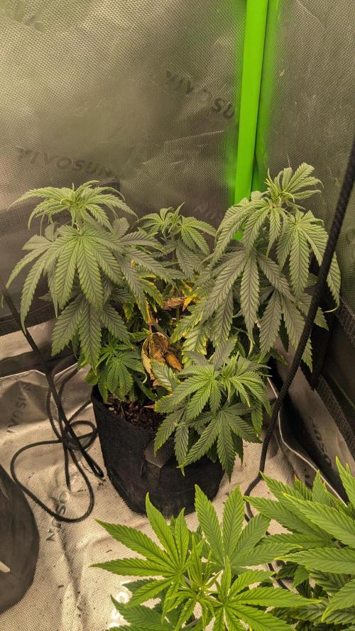 Rainbow Vapor, Key Lime Guava run. Week 8