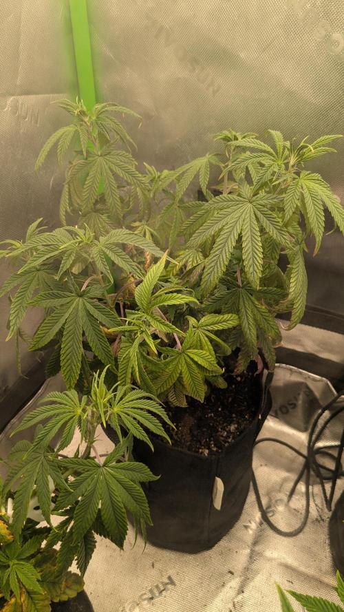 Rainbow Vapor, Key Lime Guava run. Week 8