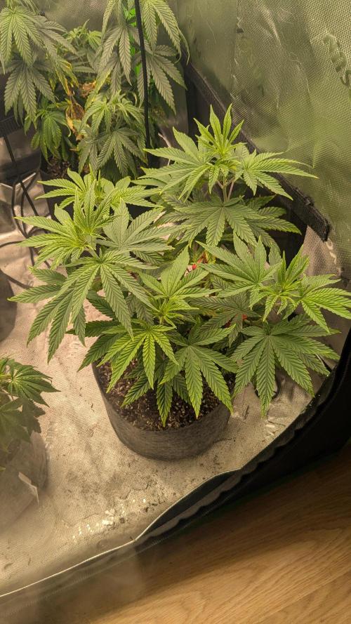 Rainbow Vapor, Key Lime Guava run. Week 8