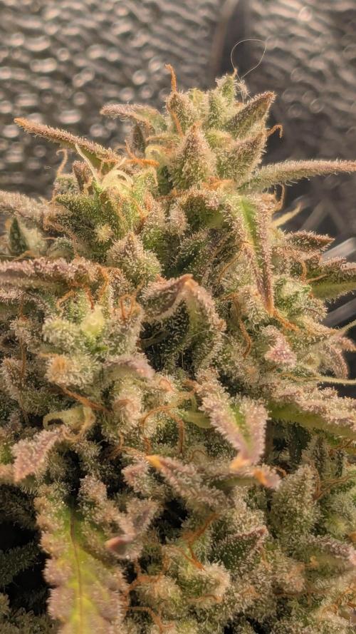 Banana Jealousy Auto IBL 80 Day. Week 13