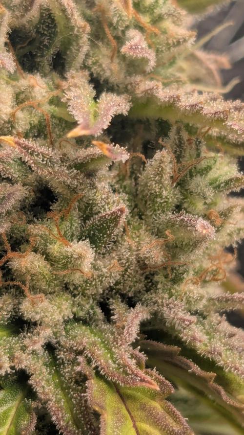 Banana Jealousy Auto IBL 80 Day. Week 13