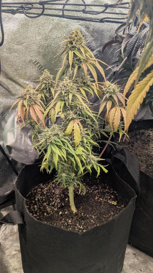 Banana Jealousy Auto IBL 80 Day. Week 13