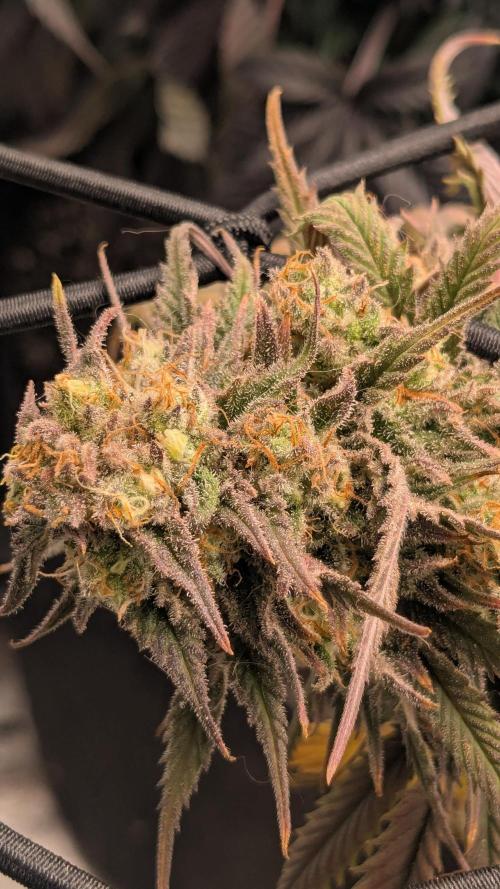 Genetic Abuse. Week 21