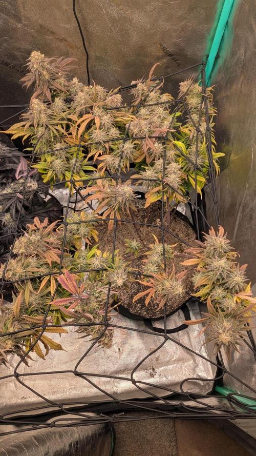 Genetic Abuse. Week 21