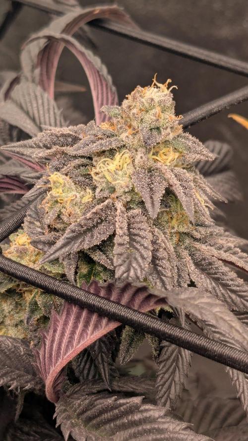 Genetic Abuse. Week 21