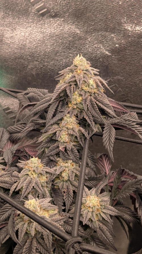Genetic Abuse. Week 21