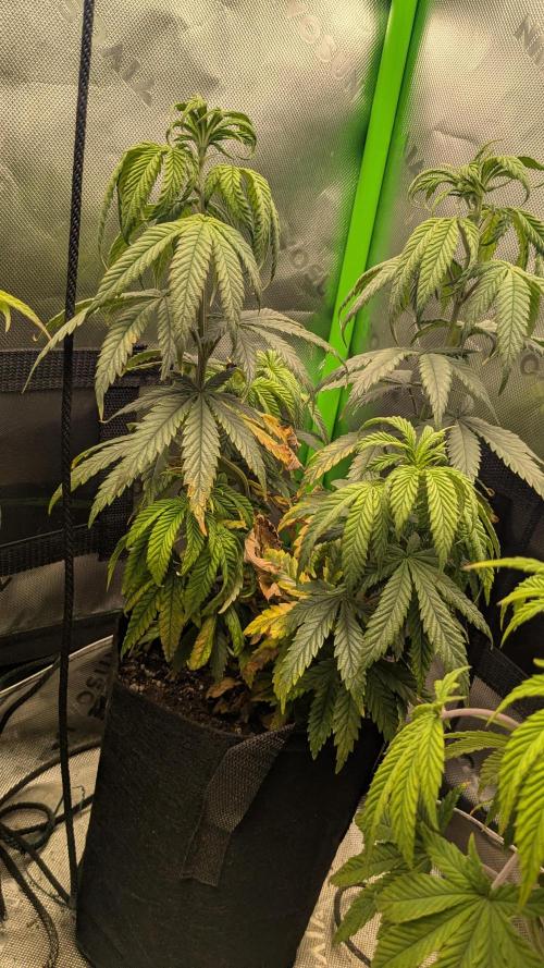 Rainbow Vapor, Key Lime Guava run. Week 9