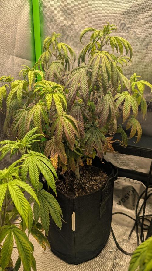 Rainbow Vapor, Key Lime Guava run. Week 9