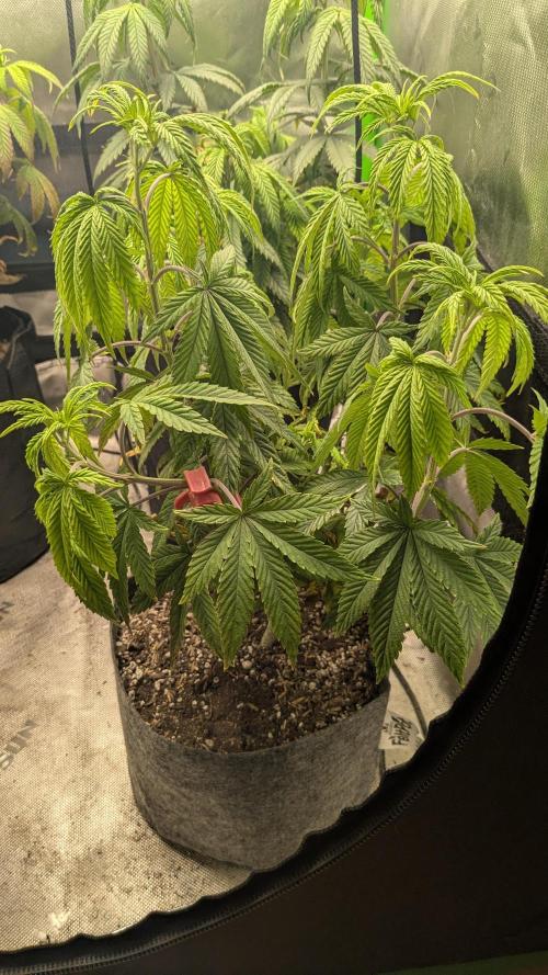 Rainbow Vapor, Key Lime Guava run. Week 9