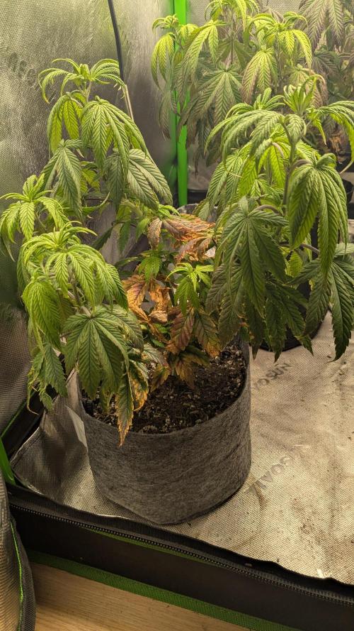 Rainbow Vapor, Key Lime Guava run. Week 9