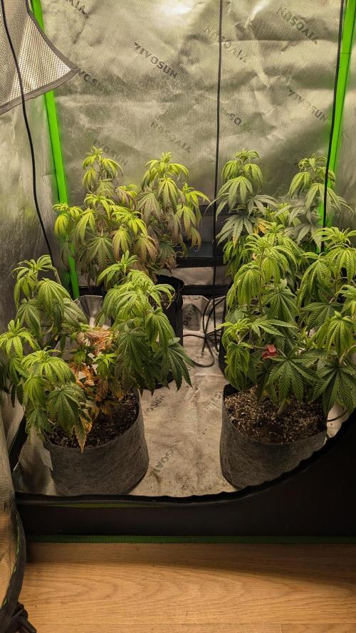 Rainbow Vapor, Key Lime Guava run. Week 9
