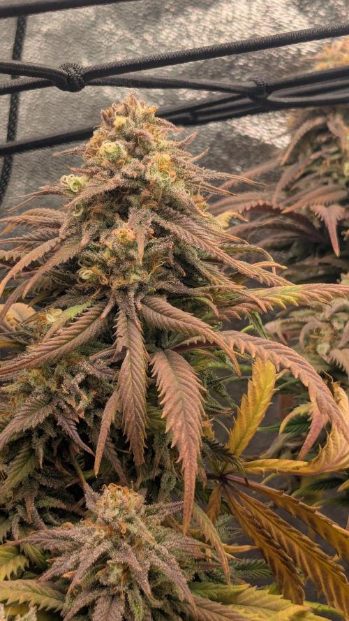 Genetic Abuse. Week 22