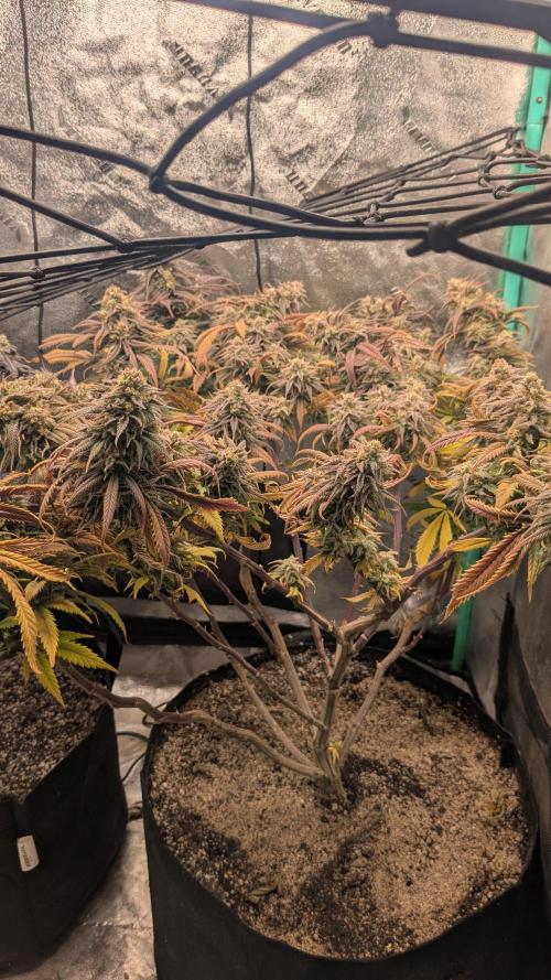 Genetic Abuse. Week 22
