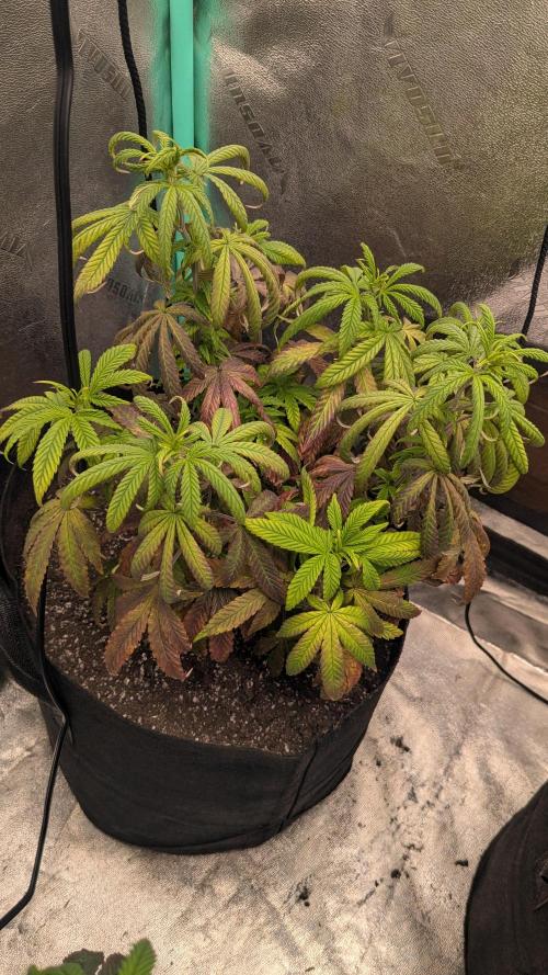 Rainbow Vapor, Key Lime Guava run. Week 10