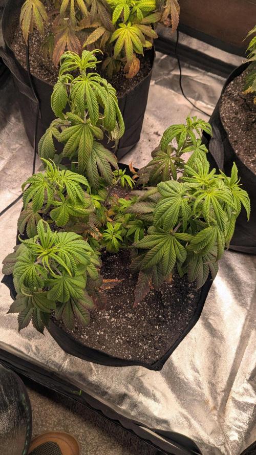 Rainbow Vapor, Key Lime Guava run. Week 10