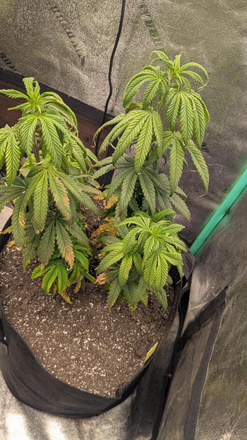 Rainbow Vapor, Key Lime Guava run. Week 10