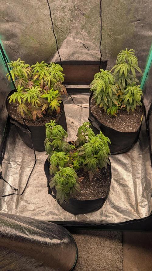 Rainbow Vapor, Key Lime Guava run. Week 10