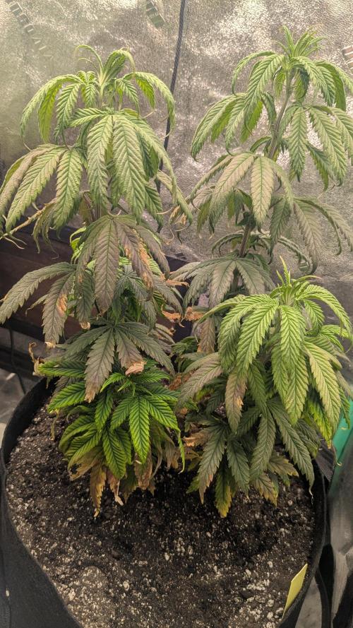 Rainbow Vapor, Key Lime Guava run. Week 11