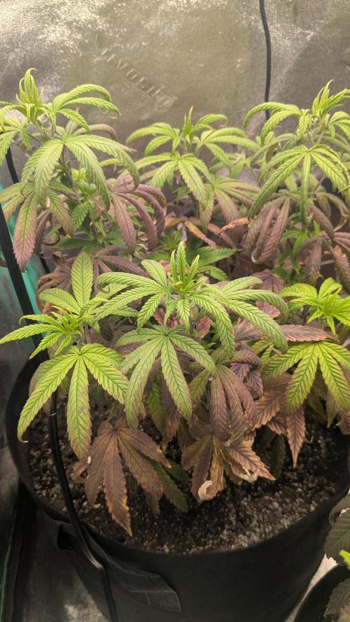 Rainbow Vapor, Key Lime Guava run. Week 11