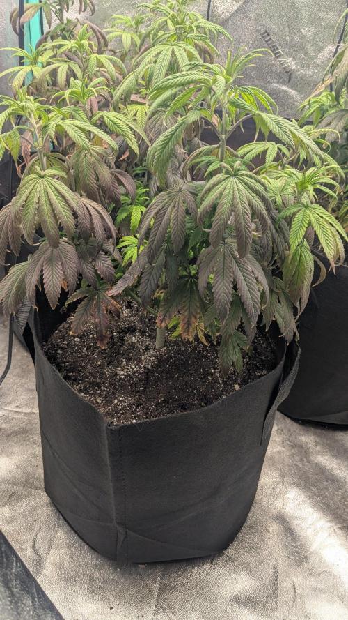 Rainbow Vapor, Key Lime Guava run. Week 11