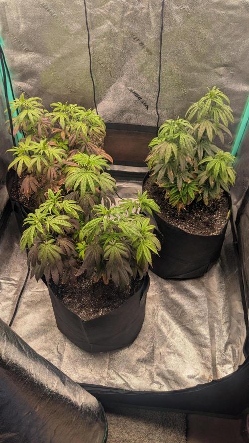 Rainbow Vapor, Key Lime Guava run. Week 11