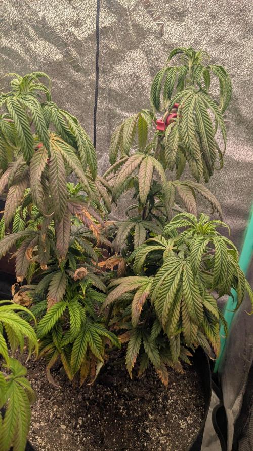 Rainbow Vapor, Key Lime Guava run. Week 12