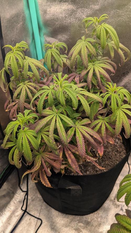 Rainbow Vapor, Key Lime Guava run. Week 12