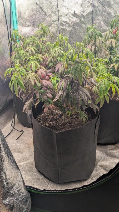 Rainbow Vapor, Key Lime Guava run. Week 12