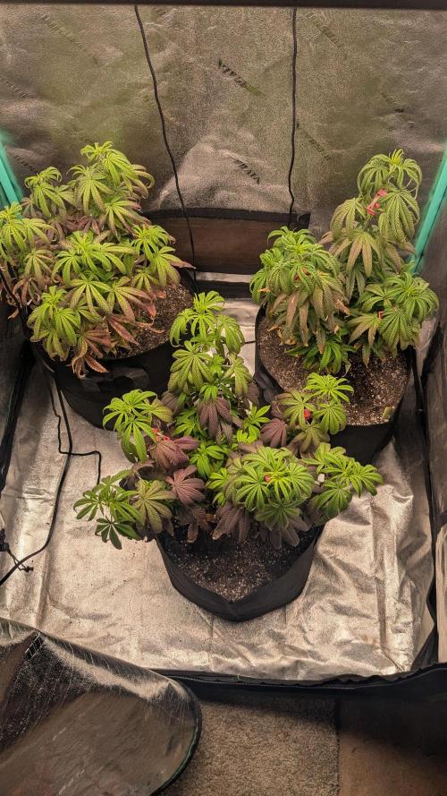 Rainbow Vapor, Key Lime Guava run. Week 12