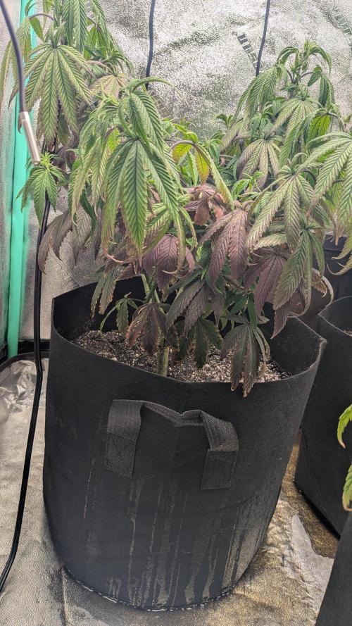 Rainbow Vapor, Key Lime Guava run. Week 13