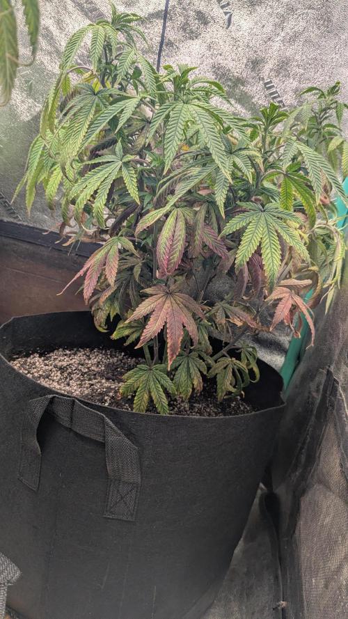 Rainbow Vapor, Key Lime Guava run. Week 13