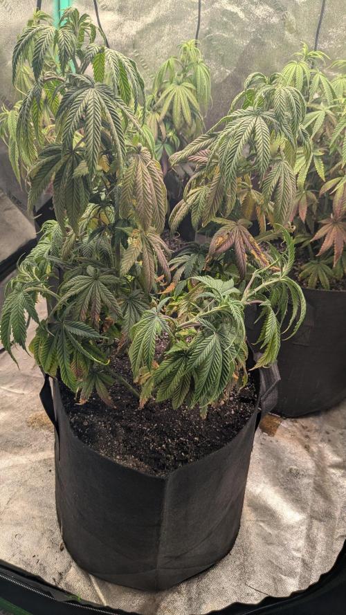 Rainbow Vapor, Key Lime Guava run. Week 13