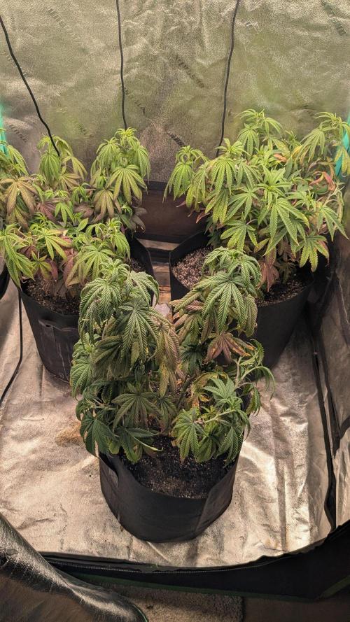 Rainbow Vapor, Key Lime Guava run. Week 13