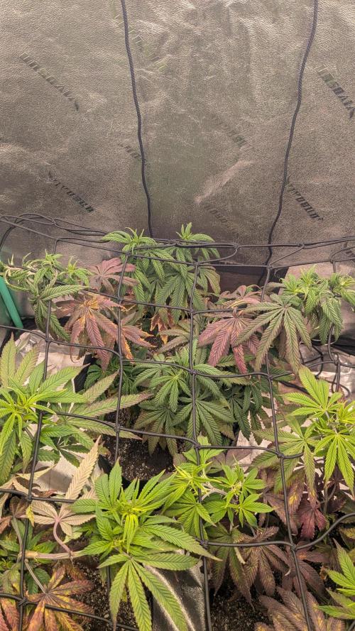 Rainbow Vapor, Key Lime Guava run. Week 14