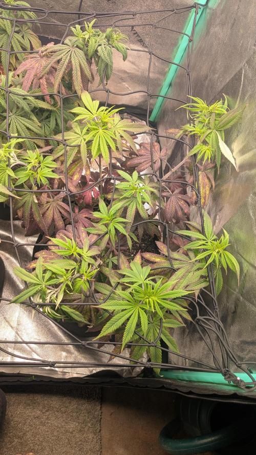 Rainbow Vapor, Key Lime Guava run. Week 14