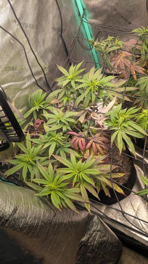 Rainbow Vapor, Key Lime Guava run. Week 14