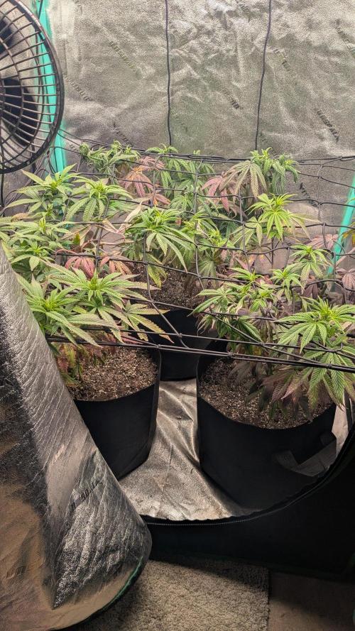 Rainbow Vapor, Key Lime Guava run. Week 14
