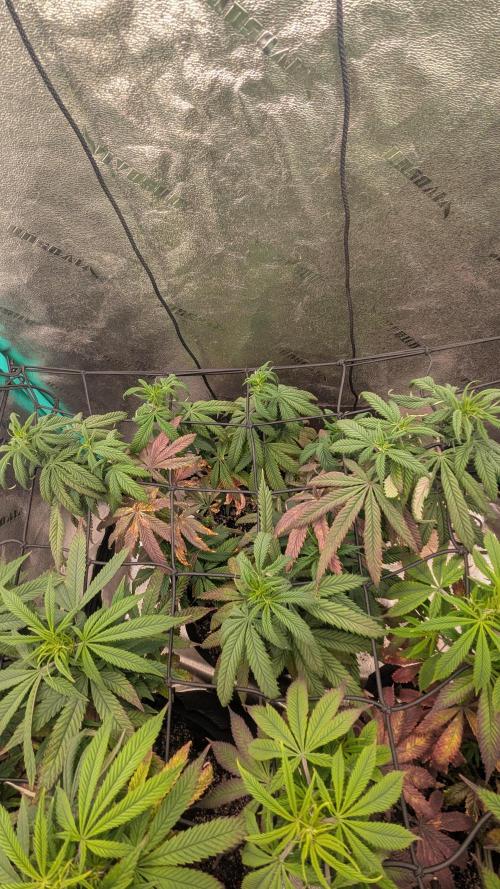 Rainbow Vapor, Key Lime Guava run. Week 15