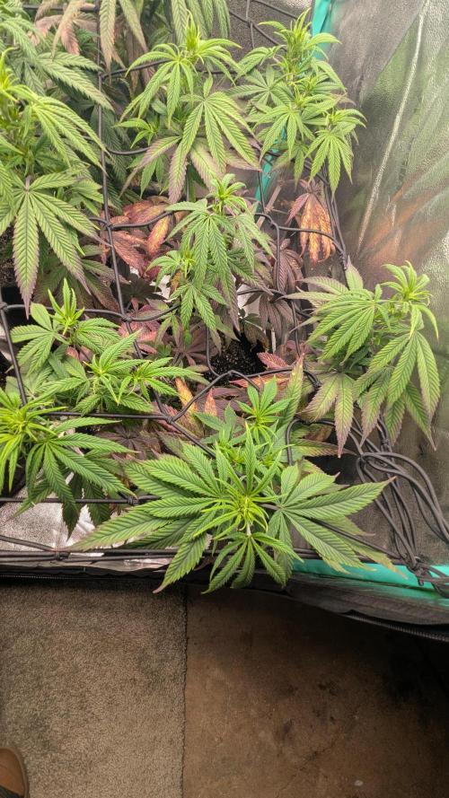 Rainbow Vapor, Key Lime Guava run. Week 15