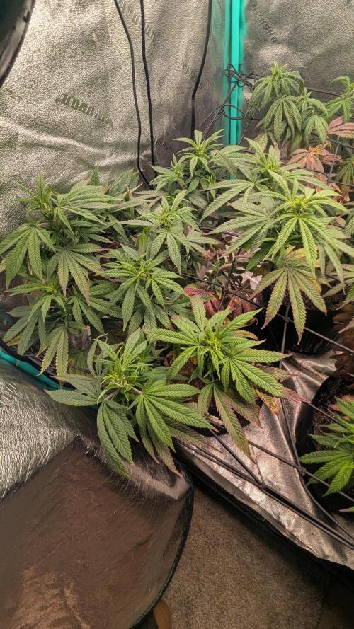 Rainbow Vapor, Key Lime Guava run. Week 15