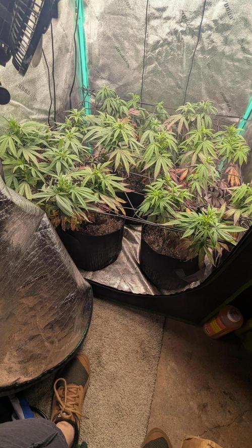 Rainbow Vapor, Key Lime Guava run. Week 15