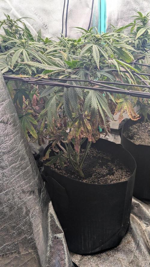Rainbow Vapor, Key Lime Guava run. Week 16