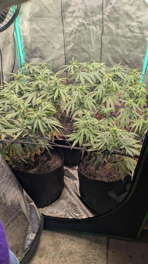 Rainbow Vapor, Key Lime Guava run. Week 16