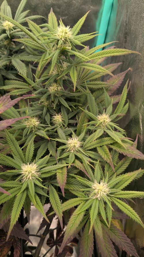 Rainbow Vapor, Key Lime Guava run. Week 17