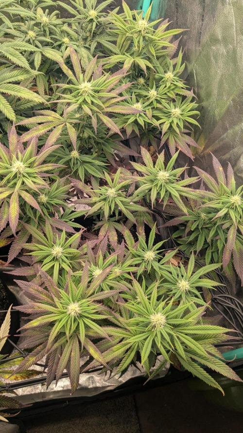Rainbow Vapor, Key Lime Guava run. Week 17